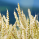 Weizenähren im Wind