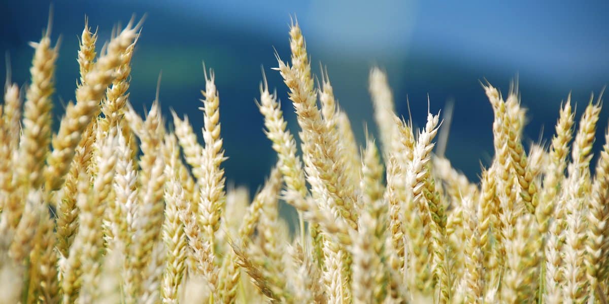 Weizenähren im Wind